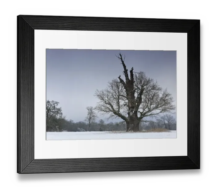 Framed Print : 650 years old English oak (Quercus robur) in winter