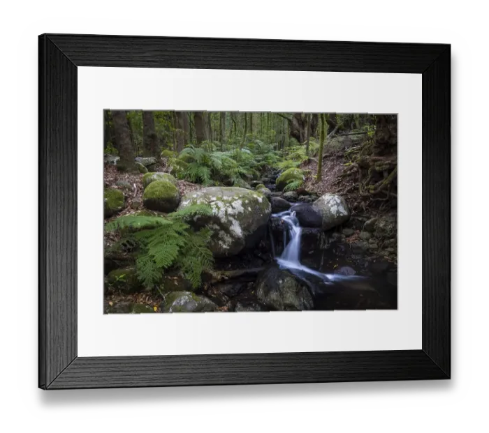 Framed Print : Creek flows through Cloud Forest Framed Print : Creek flows through Cloud Forest