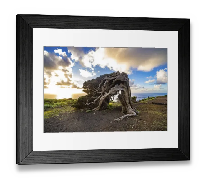 Framed Print : Juniper tree Sabina shaped by the wind near El Sabinar
