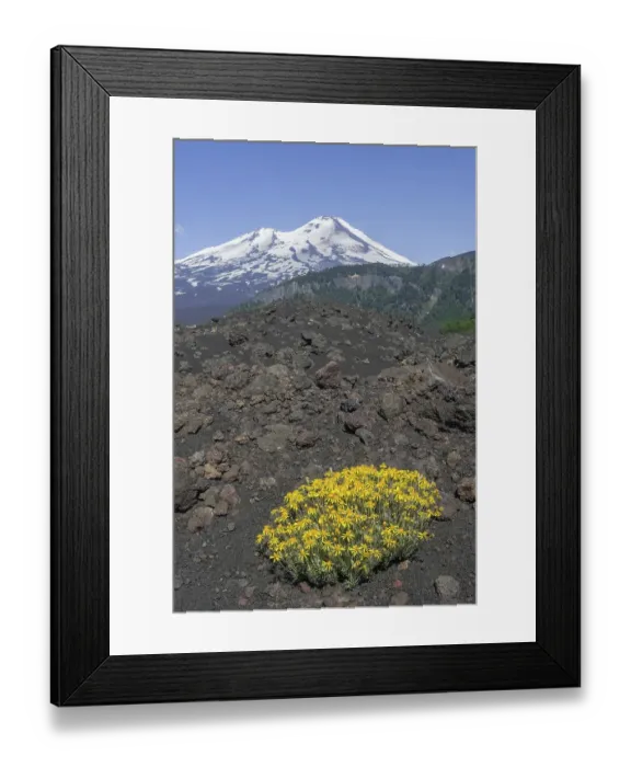 Framed Print : Flowers on a lava field and Llaima volcano