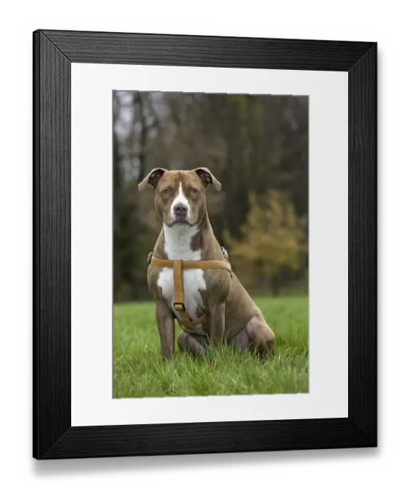 Framed Print : American Staffordshire Terrier wearing dog harness in garden