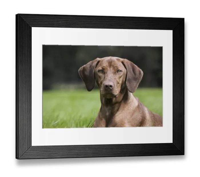 Framed Print : Vizsla hunting dog (Canis lupus familiaris) with golden rust coat in garden, Belgium, Europe