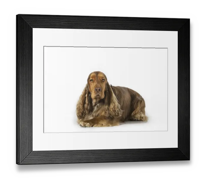 Framed Print : English Cocker Spaniel dog (Canis lupus familiaris) portrait against white background