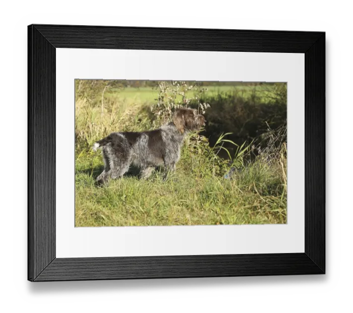Framed Print : Hunting dog Bohemian Raubart or also Cesky Fousek