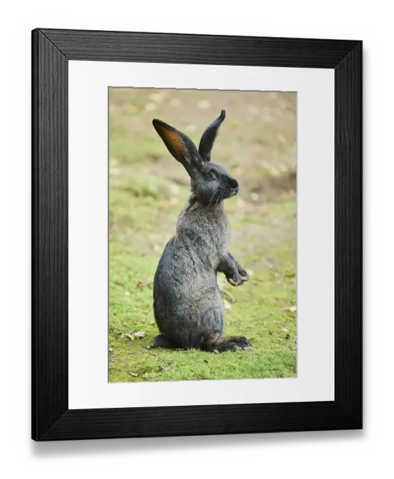 Framed Print : Domesticated rabbit (Oryctolagus cuniculus forma domestica) on a meadow
