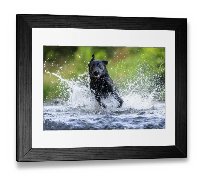 Framed Print : Labrador dog running through river Rems
