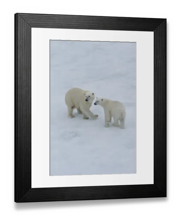 Framed Print : Polar bears (Ursus maritimus), mother with cub on ice floe