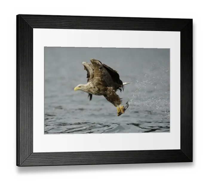 Framed Print : White-tailed eagle (Haliaeetus albicilla) hunting in midair