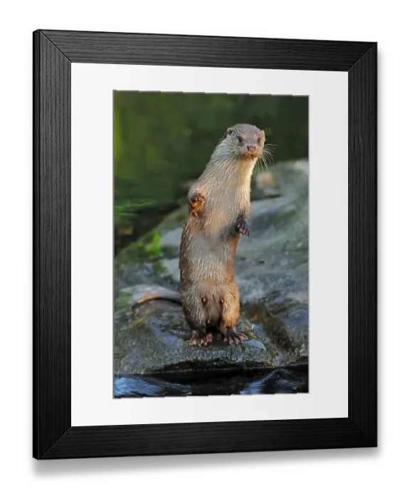 Framed Print : European Otter (Lutra lutra), in captivity