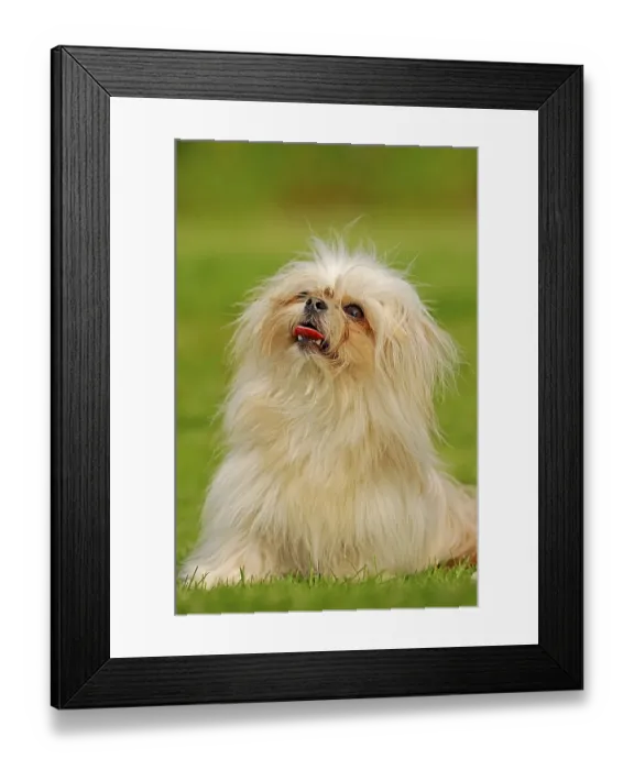 Framed Print : Toy Mi-Ki, a rare breed of dog (Canis lupus familiaris)