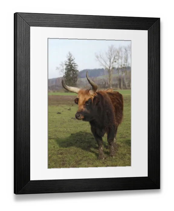 Framed Print : Heck cattle, breed back, Aurochs (Bos primigenius) Framed Print : Heck cattle, breed back, Aurochs (Bos primigenius)