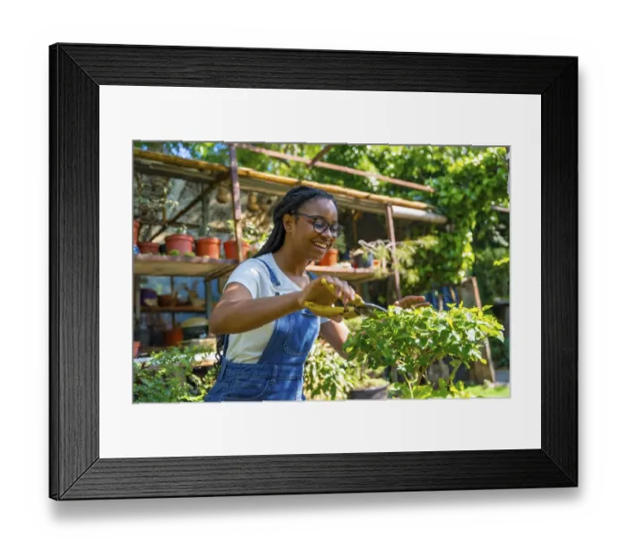 Framed Print : Black ethnic woman with braids gardener working in the nursery in the greenhouse happy cutting the bonsai