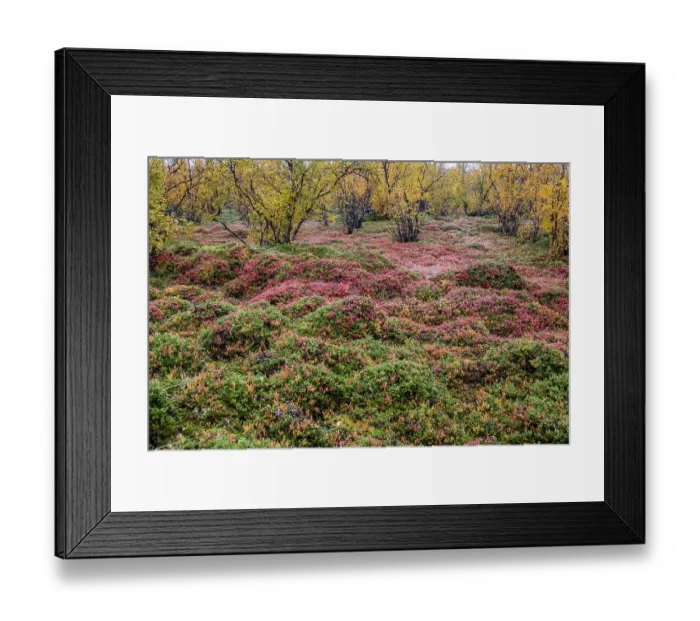 Framed Print : Autumnal forest floor, blueberries