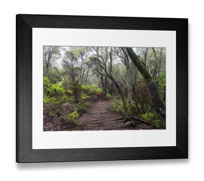 Framed Print : Cloud forest, laurel forest, Garajonay National Park, La Gomera, Canary Islands, Spain, Europe