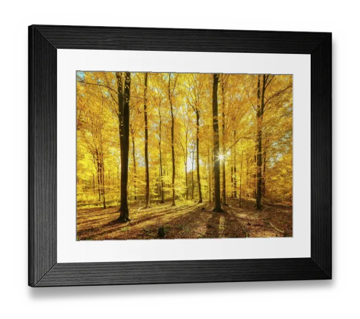 Framed Print : Beech forest in autumn, sun shining through the golden leaves Framed Print : Beech forest in autumn, sun shining through the golden leaves