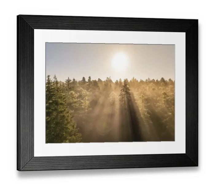 Framed Print : Golden morning light shines through dense treetops in the forest