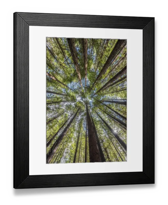 Framed Print : Redwood forest, coast redwood (Sequoia sempervirens) Framed Print : Redwood forest, coast redwood (Sequoia sempervirens)