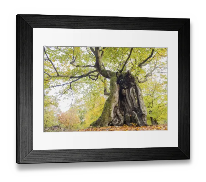 Framed Print : Old hute beech in autumn, Kellerwald Framed Print : Old hute beech in autumn, Kellerwald