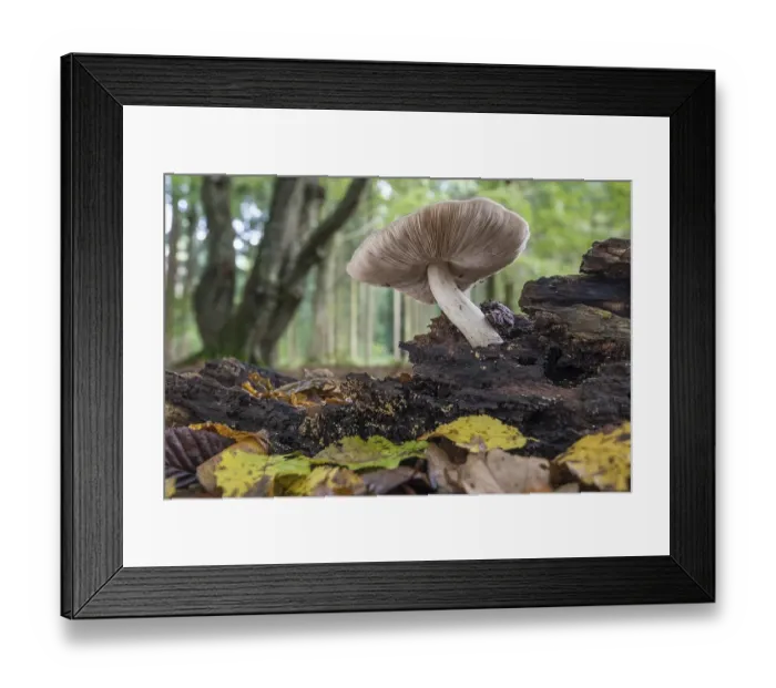 Framed Print : Mushroom in the autumnal primeval forest Baumweg