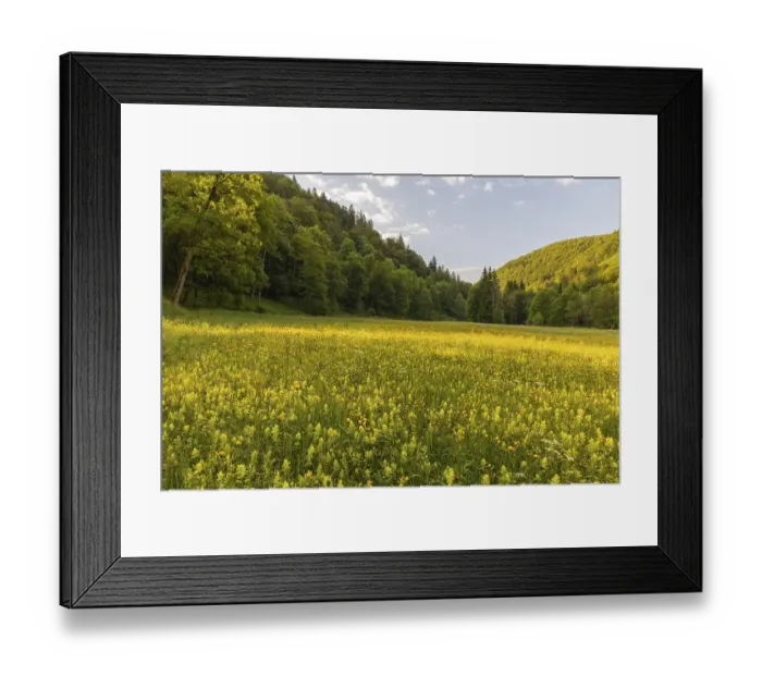Framed Print : Many awns (Rhinanthus glacialis) Framed Print : Many awns (Rhinanthus glacialis)