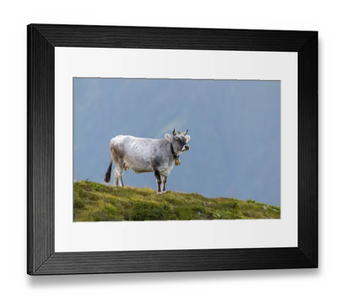 Framed Print : Cow on the mountain pasture, Tyrolean grey cattle
