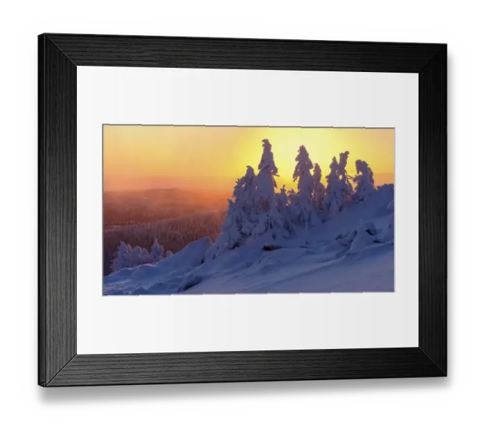 Framed Print : Snowy Spruces (Picea) on the winterly snowy chunk at sunset