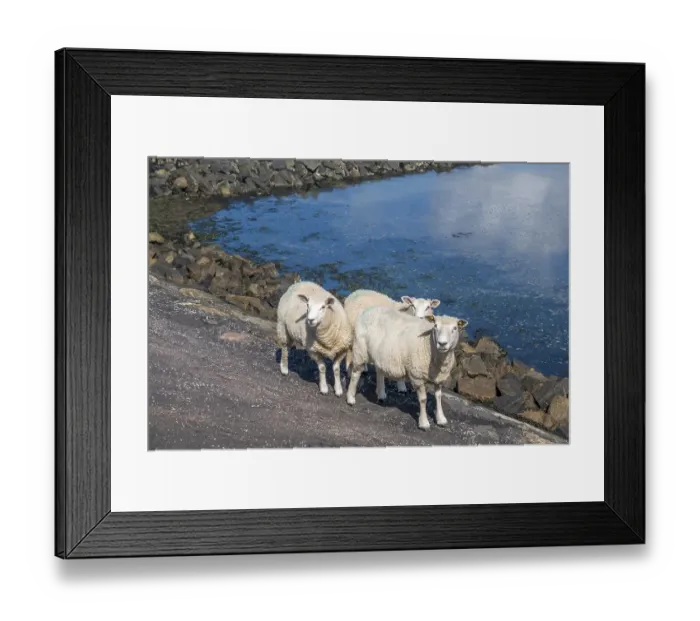 Framed Print : Sheep on the Wadden Sea, Foehr
