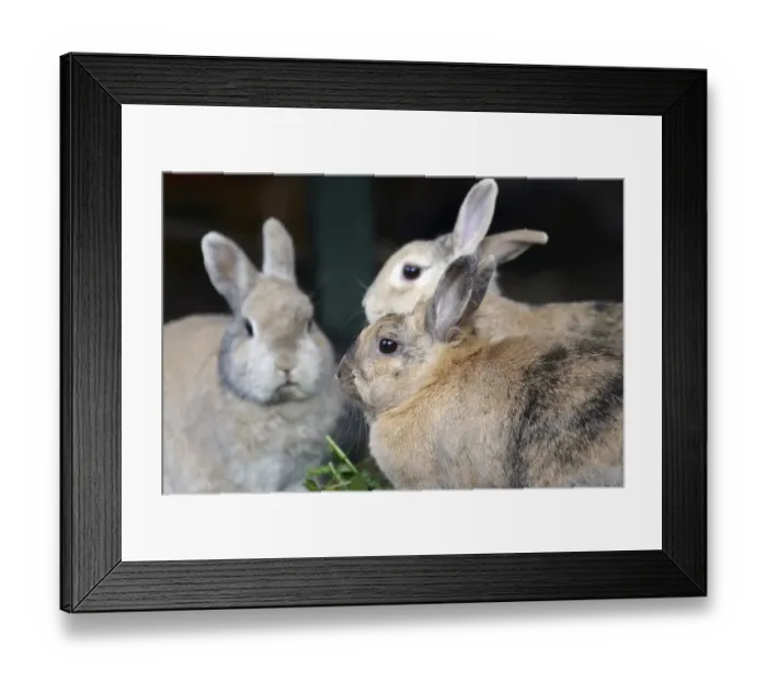 Framed Print : Close-up, domestic rabbit, three