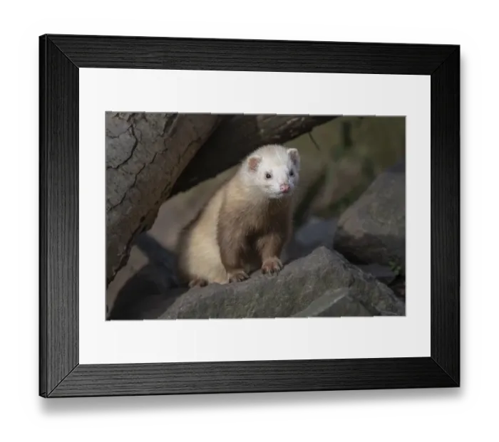 Framed Print : Ferret (Mustela putorius furo)