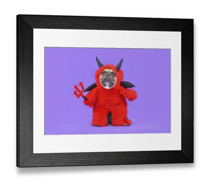 Framed Print : French Bulldog dog with red devil Halloween costume wearing a fluffy full body suit with fake arms holding pitchfork