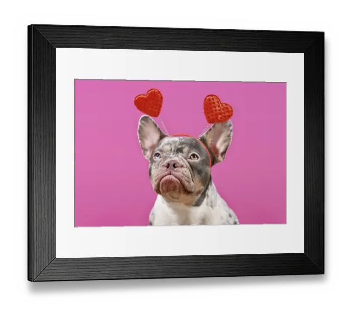 Framed Print : Merle French Bulldog dog wearing Valentine's Day headband with hearts on pink background Merle French Bulldog dog