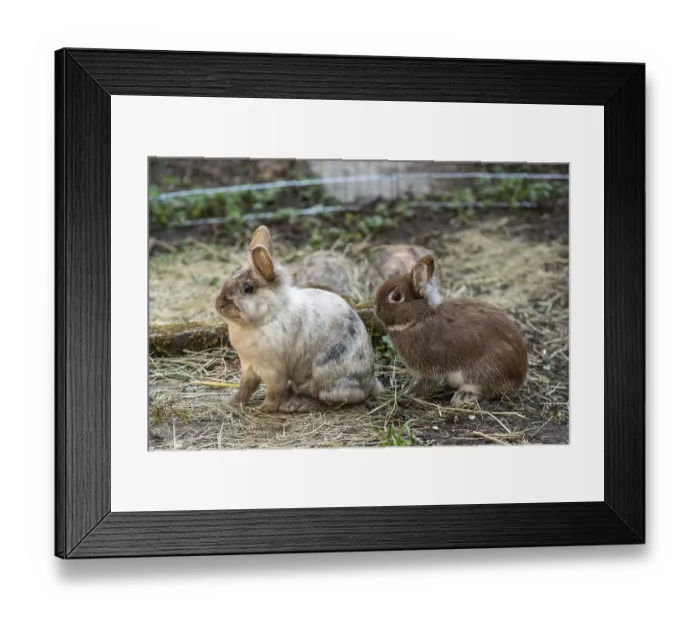 Framed Print : Lionhead rabbits and dwarf rabbits in garden enclosure