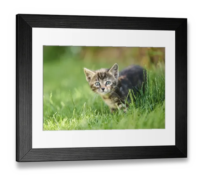 Framed Print : Bengal cat, domestic cat, kitten walking on a meadow