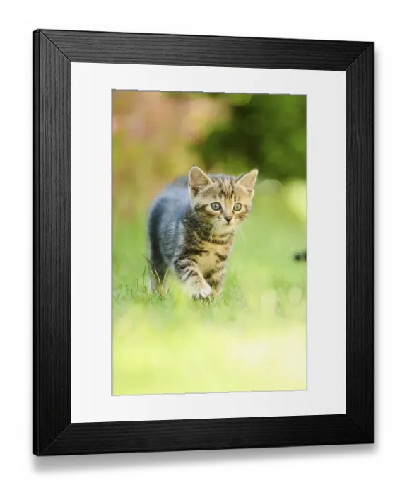 Framed Print : Bengal cat, domestic cat, kitten walking on a meadow