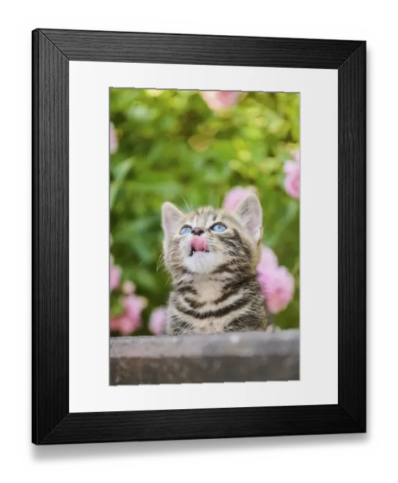 Framed Print : Bengal cat, domestic cat, kitten in a flower bed Framed Print : Bengal cat, domestic cat, kitten in a flower bed