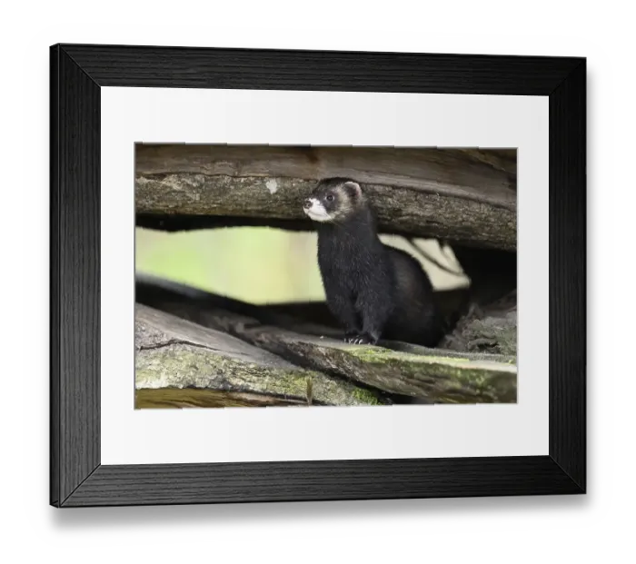 Framed Print : European polecat (Mustela putorius) also called ferret