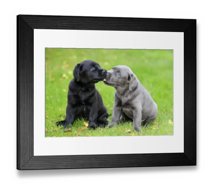 Framed Print : Labrador domestic dog (Canis lupus familiaris)