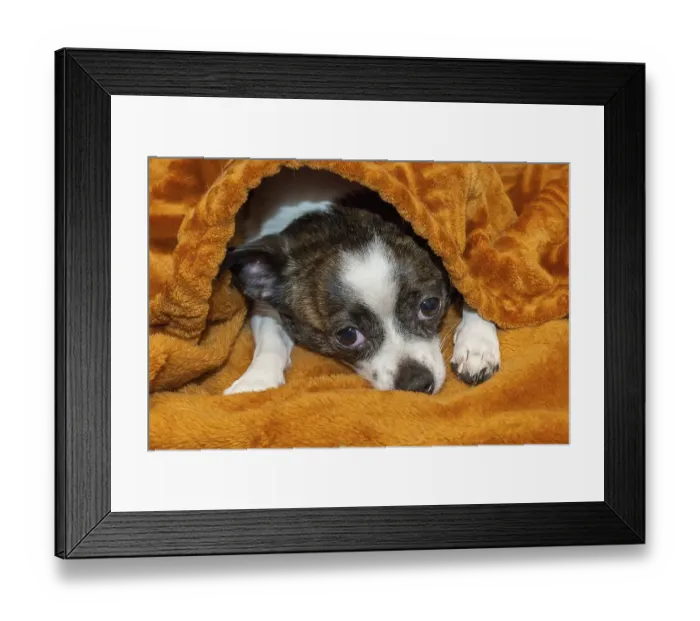 Framed Print : A small dog feels anxious under a fluffy brown blanket