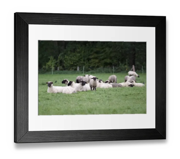 Framed Print : Sheep (Ovis), domestic animals Framed Print : Sheep (Ovis), domestic animals