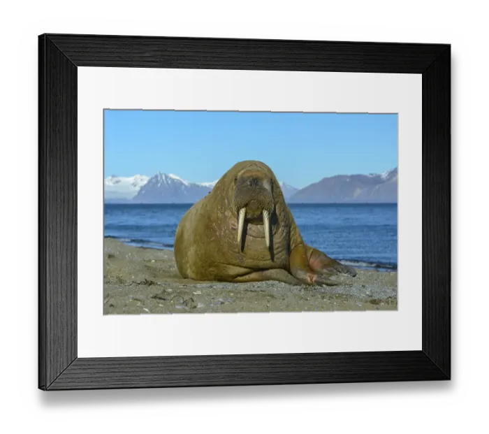 Framed Print : Walrus (Odobenus rosmarus) at the beach