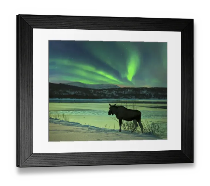 Framed Print : Moose at Tysfjord with northern lights in Norway
