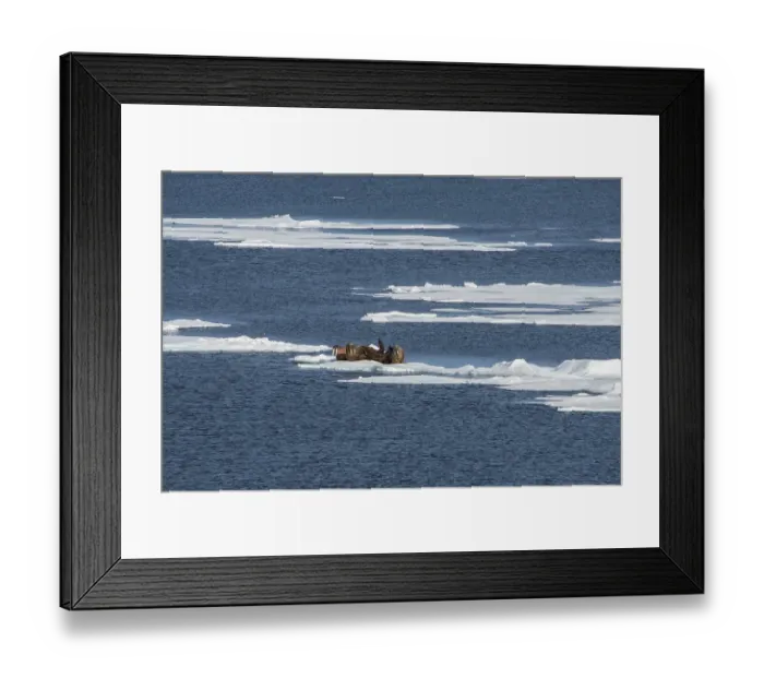 Framed Print : Three walruses (Odobenus rosmarus) on an ice shelf Framed Print : Three walruses (Odobenus rosmarus) on an ice shelf