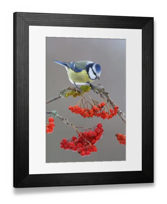 Framed Print : Blue Tit (Parus caeruleus) sitting on a branch of a Mountain Ash (Sorbus aucuparia)
