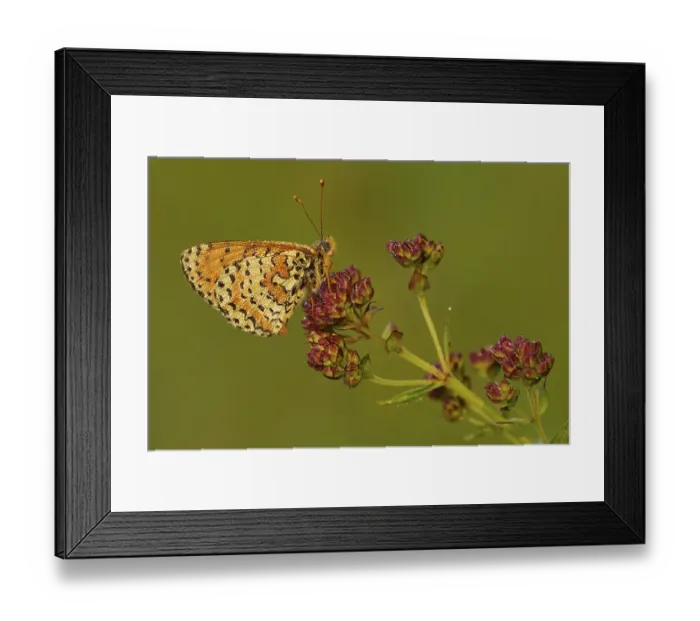 Framed Print : Brush-footed butterfly (Melitaea didyma) with dewdrops