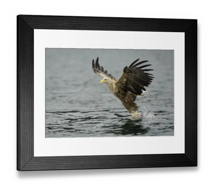 Framed Print : White-tailed eagle (Haliaeetus albicilla) hunting in midair