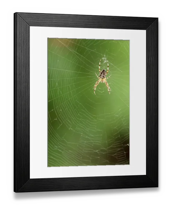Framed Print : European Garden Spider (Araneus diadematus) on web