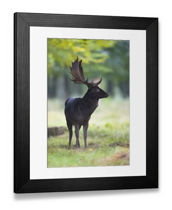 Framed Print : Fallow deer (Dama dama), buck, Lower Saxony