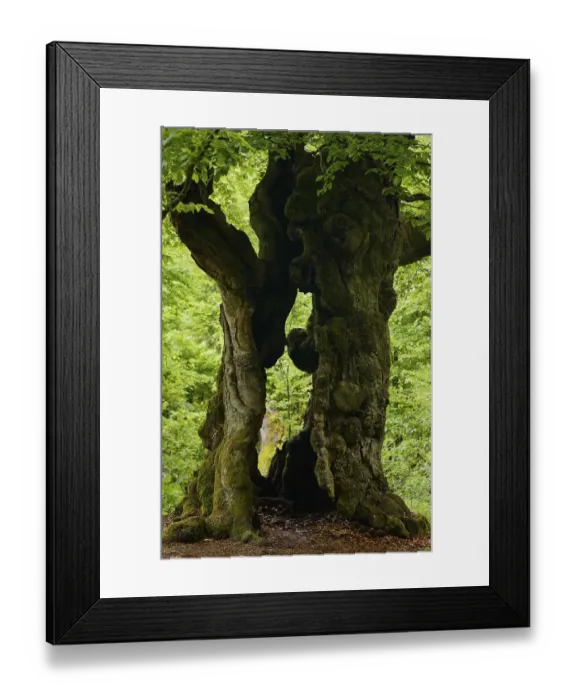 Framed Print : Old Beech Tree (Fagus sylvatica)
