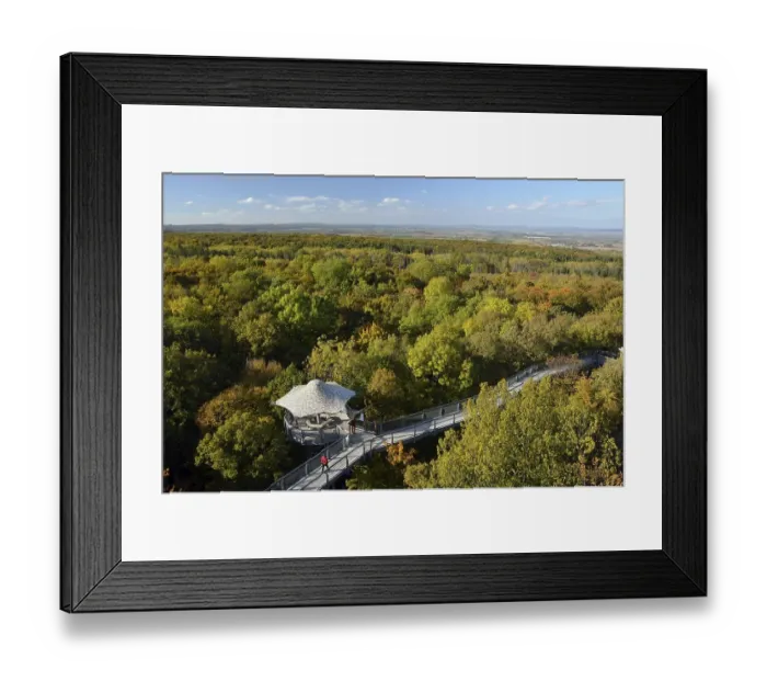 Framed Print : Baumkronenpfad treetop trail in autumn