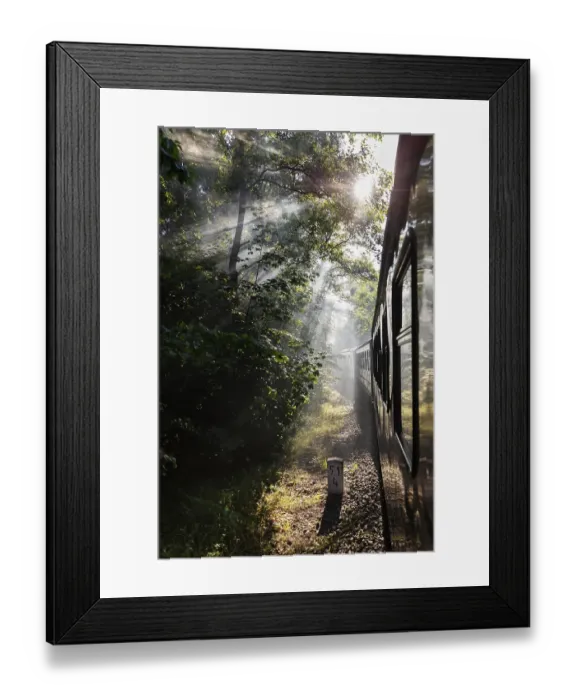 Framed Print : A train travels through a sun-drenched forest while rays of light shine through the trees Framed Print : A train travels through a sun-drenched forest while rays of light shine through the trees